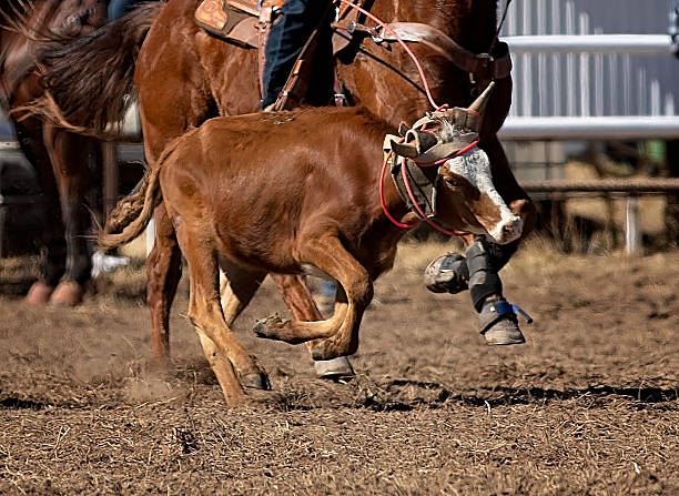 Action shot as a rodeo bull rider using his spare hand for balance as the bull jumps while trying to buck him off during a rodeo competition.