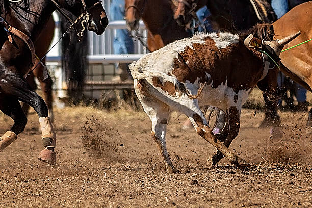 Rodeo bull rider hanging in with bull off the ground.