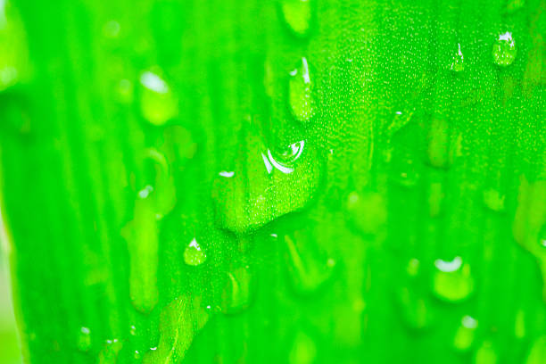 Beautiful rain water drop on green leaf closeup natural background