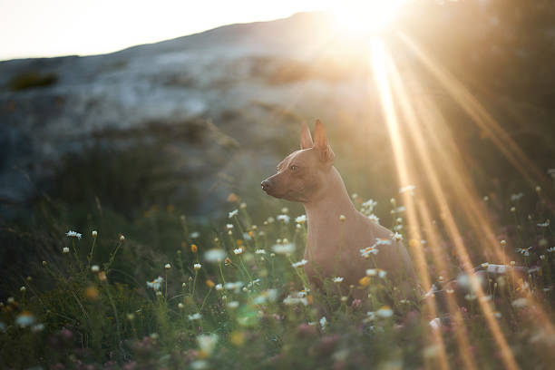 A hairless terrier sits in wildflowers as sun rays break through the horizon. The backlight and warm tones highlight the dog's silhouette.