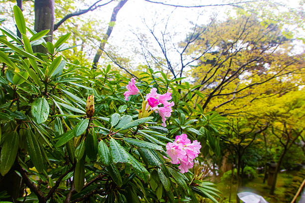 Beautiful rhododendron flowers close up springtime Japan