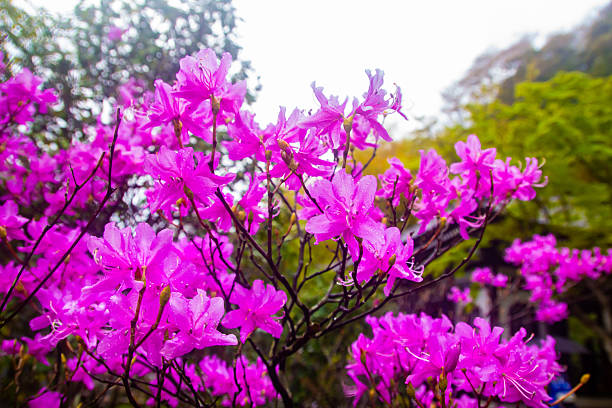 Beautiful azalea blossom flowers close up springtime Japan