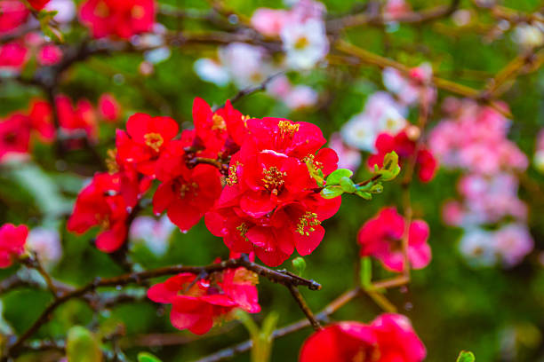 Beautiful plum blossom tree springtime Japan