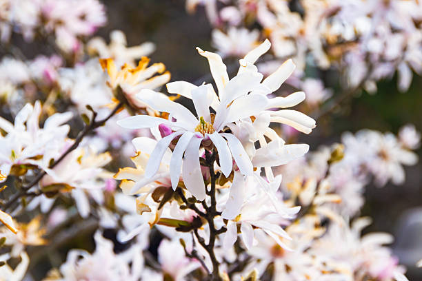 Beautiful white magnolia flowers close up springtime Japan