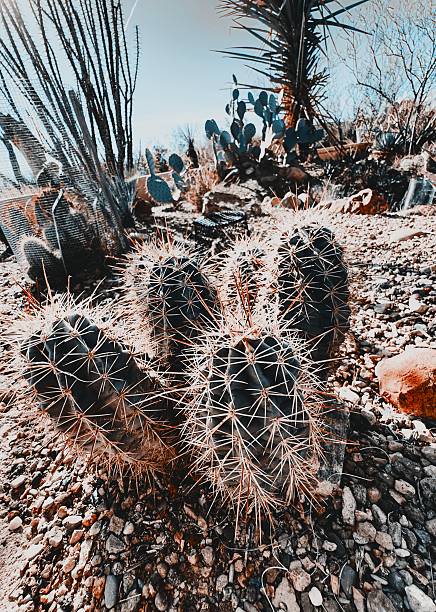 A cactus display at Bosque del Apache National Wildlife Refuge in New Mexico is shown in the late afternoon sun in early January 2026. The site near Socorro, New Mexico is managed by the U.S. Fish and Wildlife Service. The site is located on the northern edge of the North American continent's vast Chihuahuan Desert.