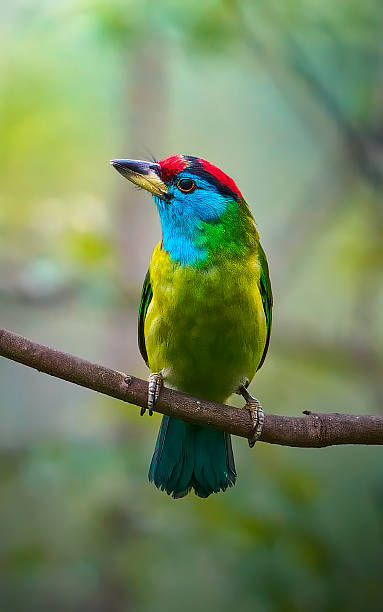 blue-throated barbet on a branch
