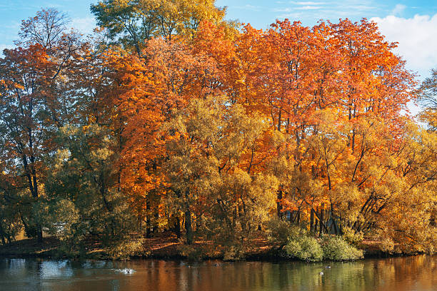 Trees by the pond in the park.