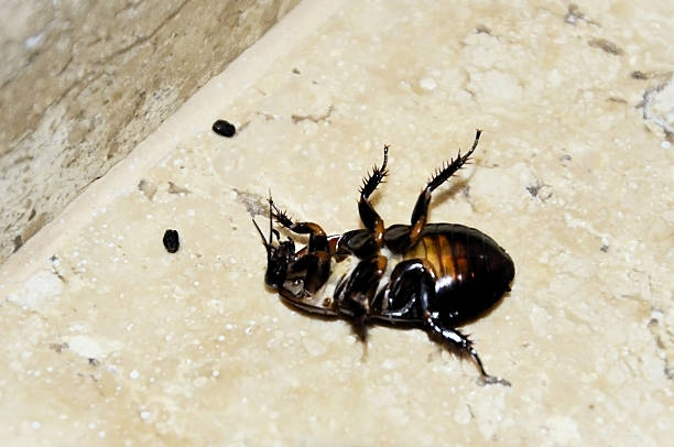 A Madagascar hissing cockroach (Gromphadorhina portentosa) on the house's staircase.