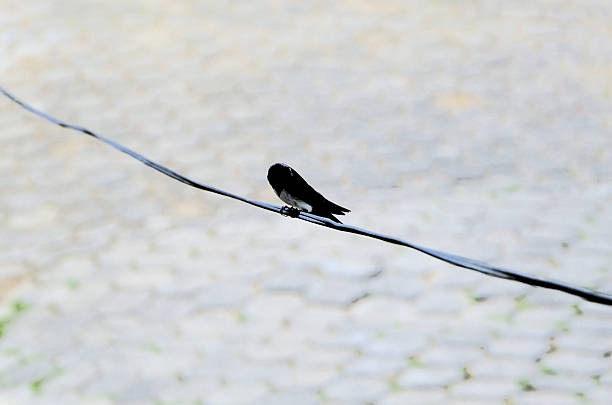 Beautiful and delicate house martins (Pygochelidon cyanoleuca) perched on an electrical wire on a sunny day.