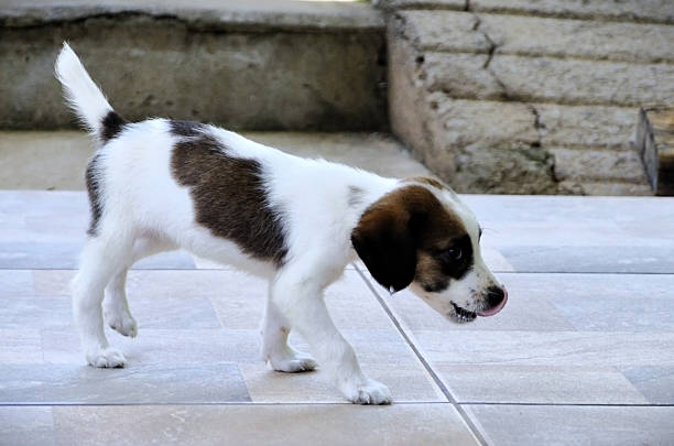 A white and brown mixed-breed dog is walking around the yard.