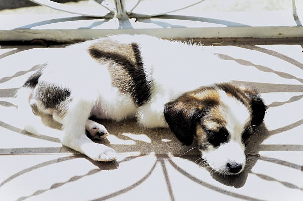 A white and brown mixed-breed dog is lying in the yard.