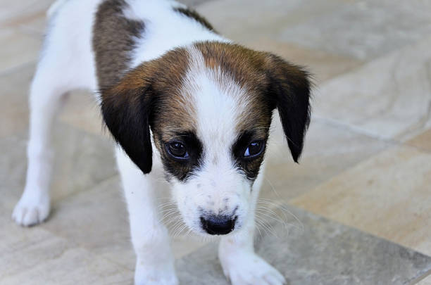 A white and brown mixed-breed dog is walking around the yard.