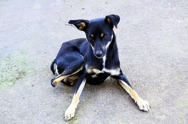 A black dog with caramel and white markings, missing a paw, lying in the yard.