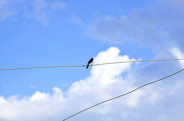 A solitary house martin (Pygochelidon cyanoleuca) perched on an electrical wire.