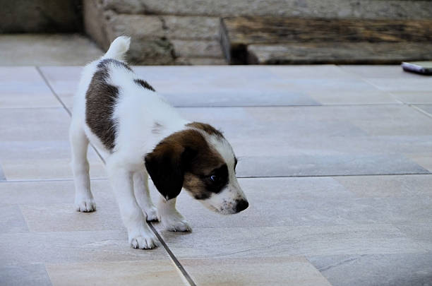 A white and brown mixed-breed dog is walking around the yard.