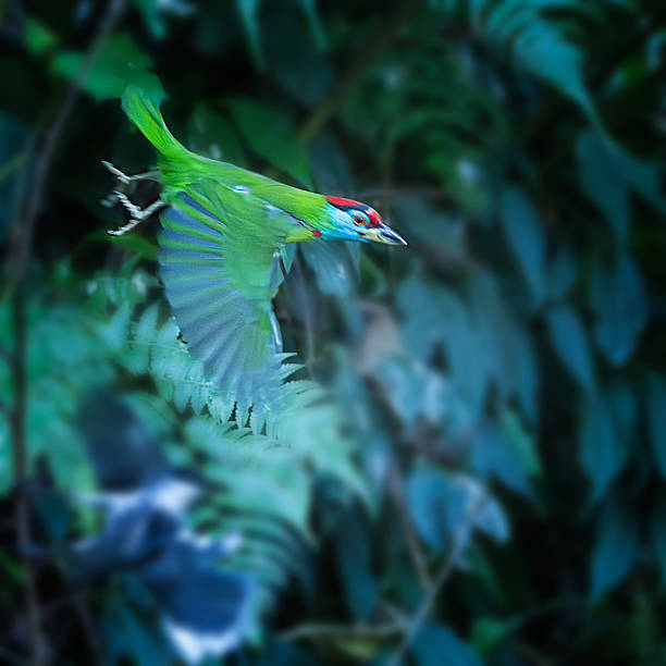 The blue-throated barbet (Psilopogon asiaticus) is a green Asian barbet native to the foothills of the Himalayas and Southeast Asia. It inhabits lowland and montane forests at elevations of 200–2,000 m (660–6,560 ft), frequenting fruiting trees.