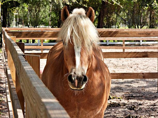 Brown horse resting on another horse behind