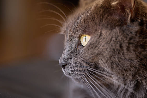 Cute cat staring