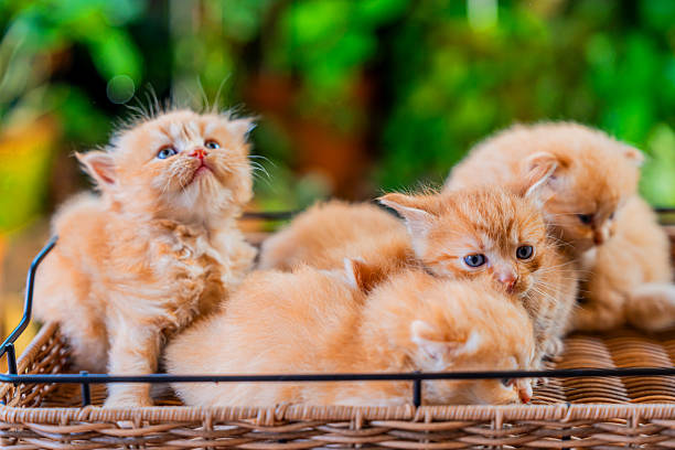 Kittens with green backyard garden background at home