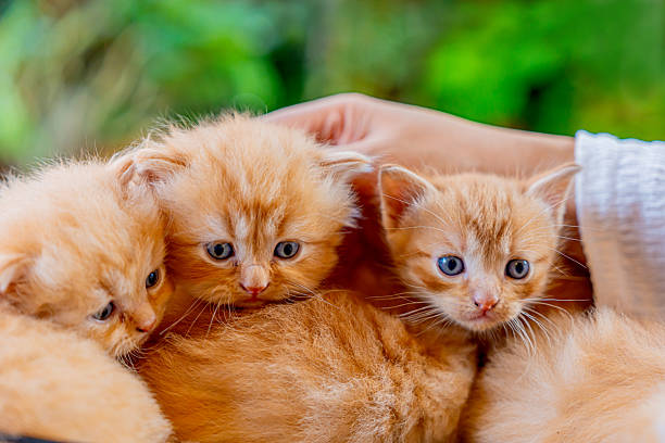 Kittens with green backyard garden background at home