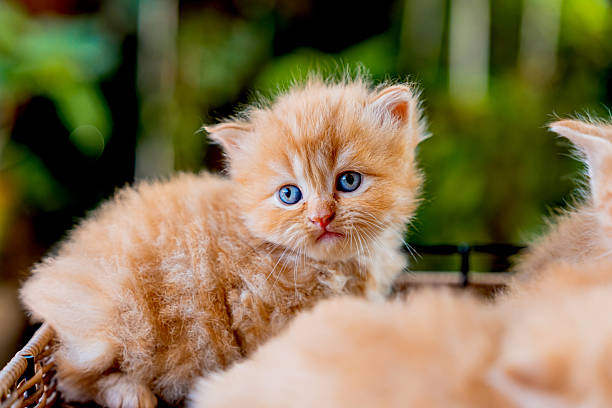 Kittens with green backyard garden background at home