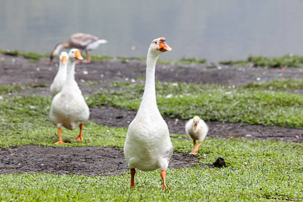 Close-up of white goose walking on meadow at Swiss City of Zürich. Photo taken July 24th, 2024, Zurich, Switzerland.