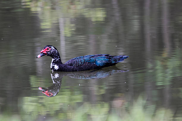 Muscovy duck swimming on calm pond with reflection, black and white plumag.