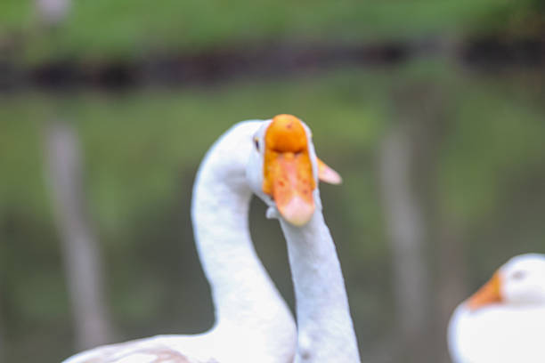 Close-up of white domestic goose head with orange beak and blue eye