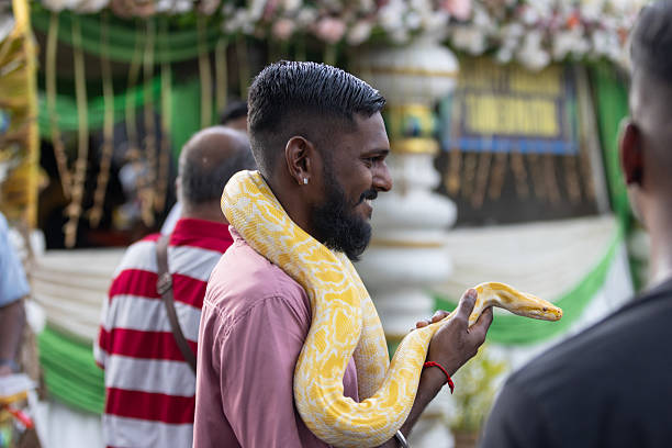 Close-up shot King cobra snake in thailand asia