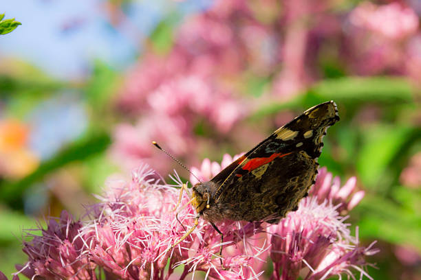An admiral butterfly sits on a plant stem. Beauty in nature.
