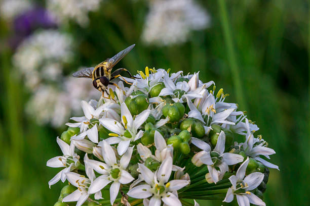 Allium on a blurred background. colorful plant photo