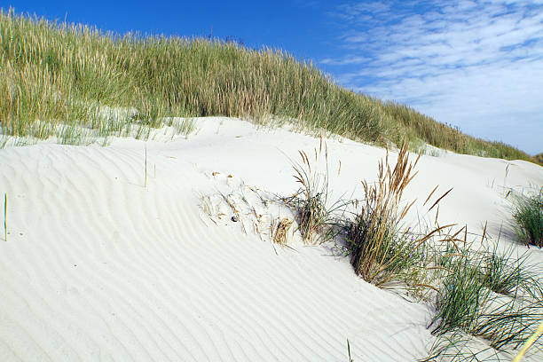 Wide-angle view of dune grass growing on a sandy coastline. The scene is bathed in soft daylight, emphasizing the texture of the vegetation and the rolling hills of sand. This natural landscape evokes a sense of tranquility and remote wilderness.