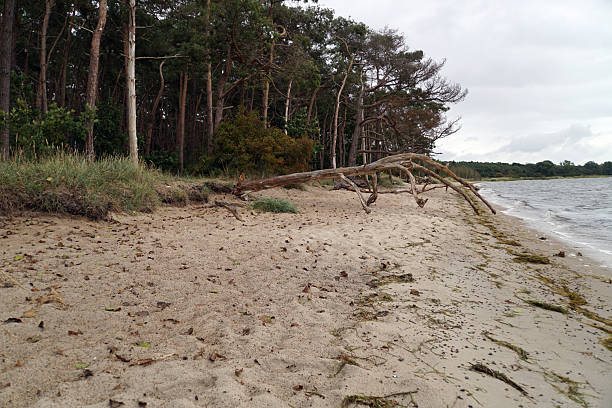 A wide-angle view of a Baltic Sea beach featuring driftwood and coastal vegetation. The overcast lighting casts a soft glow on the scene, highlighting the textures of the sand and the trees in the background. Composition emphasizes the natural transition from land to water.