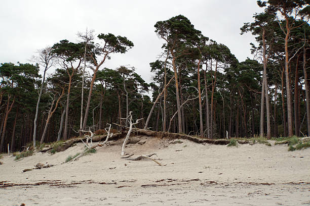 Wide-angle view of a pine forest adjacent to a sandy coast. Backlight emphasizes the textures of the trees and beach, creating a serene landscape for travel or wilderness photography.
