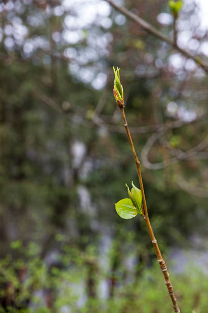 new poplar leaves blooming in spring. a new life. the new season. close-up