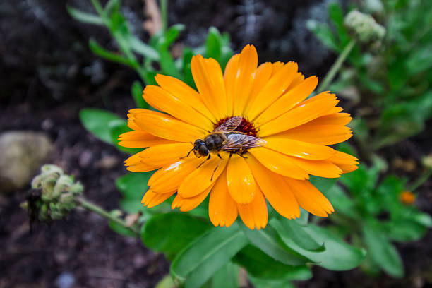 Green and yellow background with rape flowers and the bee