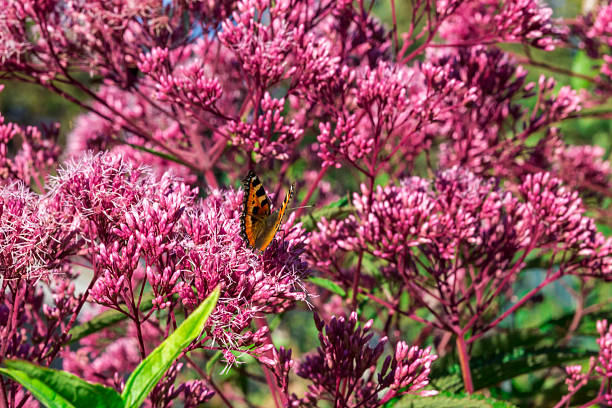 butterfly admiral. close-up. pink flower. free space