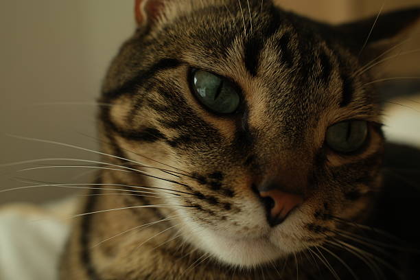 A dramatic, dark-themed macro portrait of a grey tabby cat. The face is partially emerged from deep shadows, highlighting only the sharpest details: the silver tips of the fur, the long white whiskers, and the glowing clarity of its eyes. A mysterious and elegant feline shot.