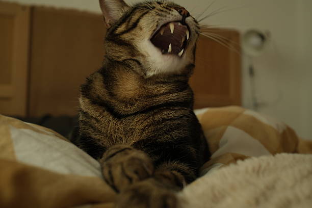 A captivating and expressive close-up portrait capturing the exact moment a tabby kitten vocalizes or yawns, revealing its intense focus and tiny teeth. The selective focus and dramatic lighting draw attention to the kitten's powerful yet cute expression against a simple background. This high-energy image perfectly conveys themes of communication, surprise, youthful vibrancy, and the strong personality of a small pet.