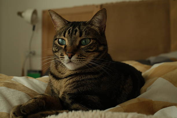 A professional portrait of a grey tabby cat captured from a diagonal angle. The cat is resting on a bed with its paws elegantly crossed, looking straight ahead past the camera. This perspective highlights the depth of the cat's body and the sophisticated \