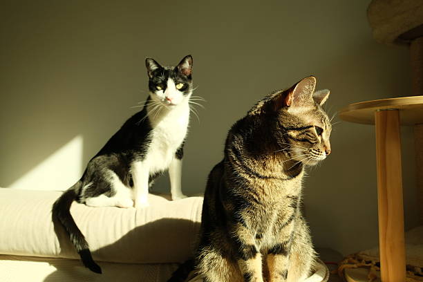A beautiful wide shot featuring a grey tabby cat and a black and white tuxedo cat sharing a sofa. In the foreground on the right, the tabby cat is seen in profile, looking calmly toward the left. In the background, the tuxedo cat sits attentively, looking directly at the camera with its striking yellow eyes. The image showcases a peaceful domestic scene with a focus on different feline textures and eye colors.