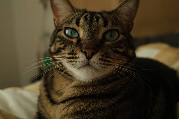 A stunning macro portrait of a grey and black tabby cat looking directly into the lens. The focus is sharp on the vivid green eyes and the intricate \