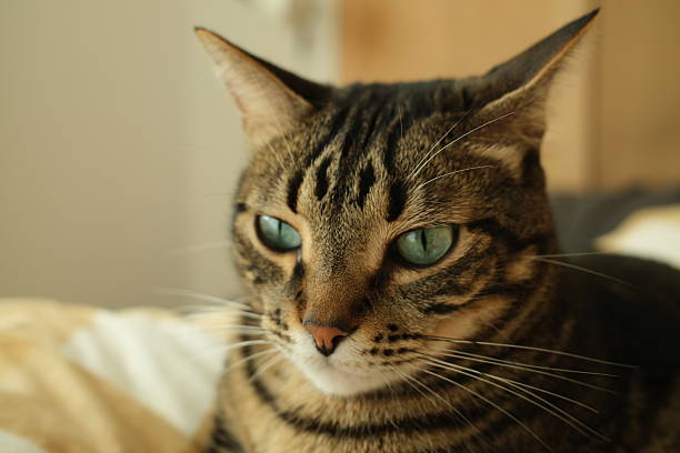 A tight, front-facing close-up of a grey and black tabby cat’s face. The composition is perfectly symmetrical, focusing on the cat's direct stare into the camera. The sharp detail highlights the fine whiskers, the delicate texture of the nose, and the captivating depth of its green-turquoise eyes.