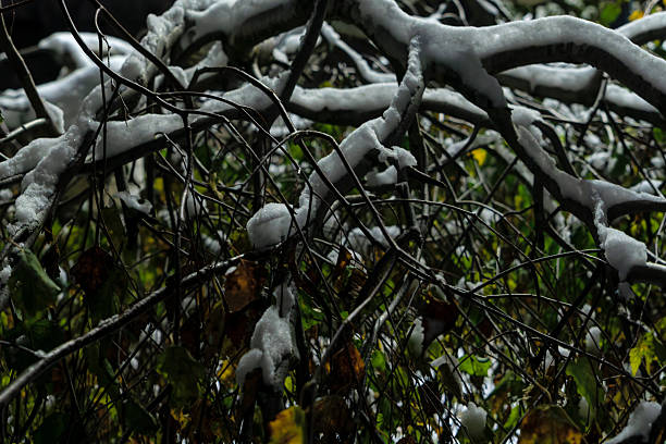 Snow covered tree with yellow leaves in urban setting. Tree with mixed foliage and snow capturing the fragile balance between autumn and winter in a quiet city corner