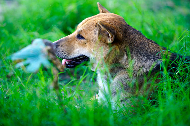 A close-up view of a dog resting in lush green grass, embodying tranquility and peace in a natural outdoor setting. The soft light illuminates the serene moment.