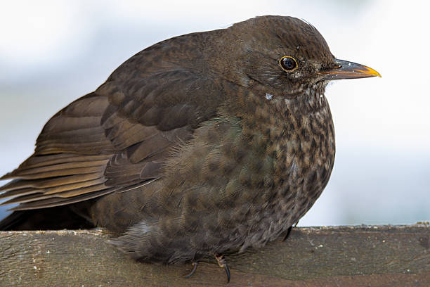 Female Blackbird (Turdus merula) searching for food on a domestic lawn.