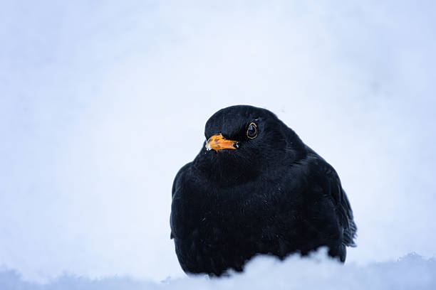 Blackbird in wintertime,Eifel,Germany.