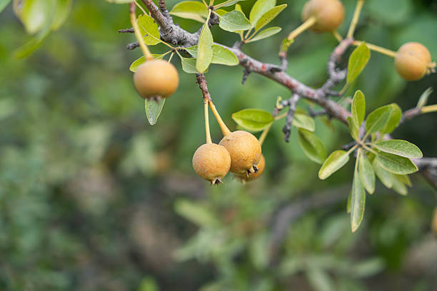 Raw hawthorn berries tree and leaves