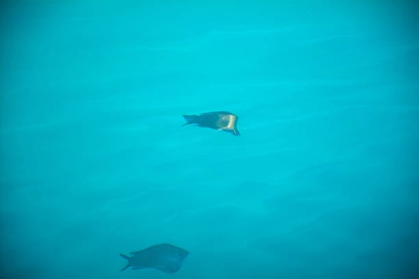 A school of silver fish swimming in the ocean. They are swimming in a group, with some fish in the foreground and some in the background. The water is a clear blue-green color, with sunlight shining through the surface. The background consists of a coral reef and other marine plants.