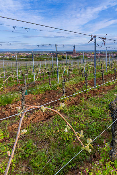 Vineyard rows with new spring growth overlooking Bergheim village and the Vosges mountains